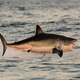 Illustration for article titled Trump Loathes Sharks, Which Have No Use for His Petrified-Beef-Jerky Ass
